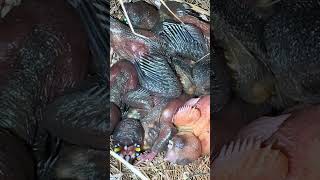 Gouldian Finch Babies – Rare Color Mutation – Day 8 Growth Update 🌱