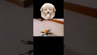dog sit on drone 😄😄#droneworld