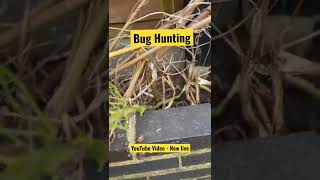 Kids Bug Hunting OUTDOORS & Pretend Play Fun #kidsshow #kidsvideo #bughunt #pretendplayforkids