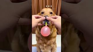 balloon Pumping challenge #shorts