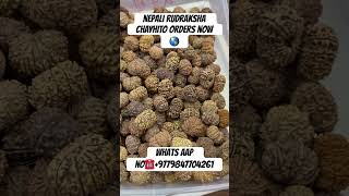 NEPALI RUDRAKSHA CHAYHITO ORDERS NOW 🇳🇵🚛✈️☎️+9779847704261#youtubeshorts #rudraksha#nepal