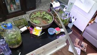 白同學採收水蘊草金魚藻20200425