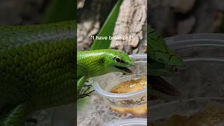 The COOLEST pet lizards money can buy!