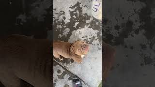 #bullybreed #bullybreeder #americanbully #bullynation #subscribe #share #comment #like 💪🏾💪🏾💪🏾