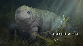 The Journey of the Waterbear - TEASER