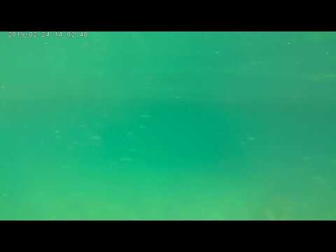 Herring under my boat
