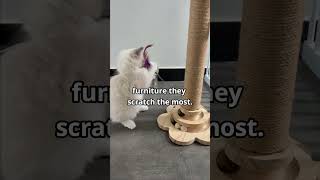 Save Your Furniture! Train Your Cat to Use a Scratch Post 🐾 #cattraining #cat #pettips #catknowledge