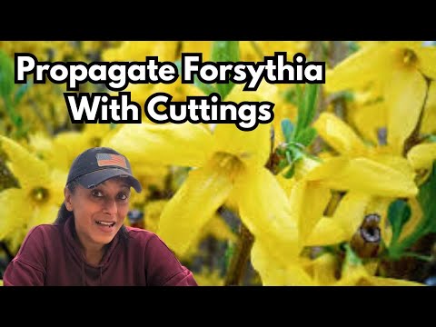 Propagate Forsythia From Cuttings | Winter Hardwood Cuttings || Budget Gardening