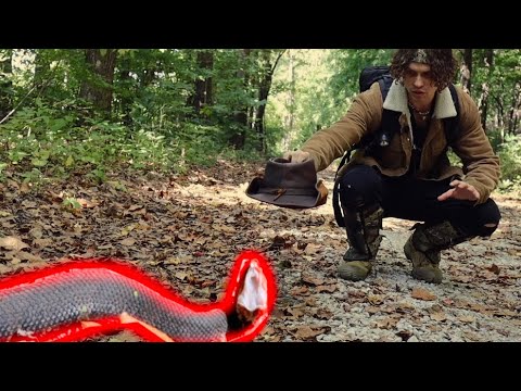 The Cottonmouth (Venomous snakes)