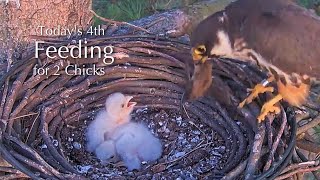 #3🦅🐥4°🐥4°／Falcon Nest 2025🇬🇧 Forestry England South Forest District／Powerd by WildlifeWindows