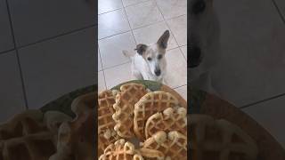 Making banana waffles for my dog 🍌 🧇 #dogmom
