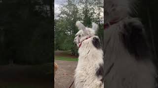 Funny Llama Sounds #shorts #llamas #funnyanimals