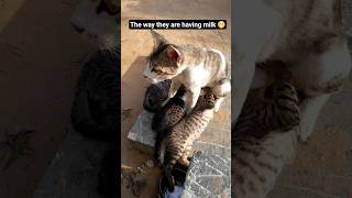 Cat Lovers 🐈🐈/#shorts #catlover #cute #funny #baby #cat #street  #catshorts #funnycat #virslshorts