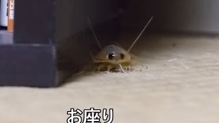 きもかわいい？　室内に謎の生物現る！！！