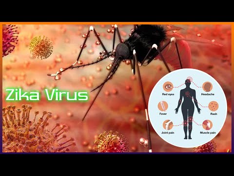 Zika virus | Wairalites #zika