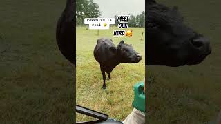 Meet our Homestead Cows 🐄