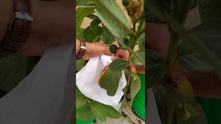 😍First Guava🍏Harvest from My terrace garden || Amrud ki harvesting #gardeningaasaanhai