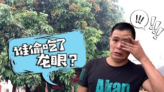小何一大早就被吵醒，老妈着急的说龙眼被偷光了，这是啥情况？【桥头小何】