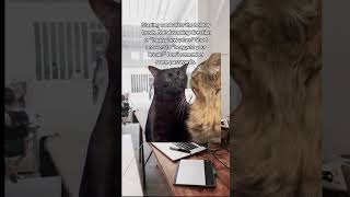 back to fluffing work #backtowork #officelife #funnyanimals