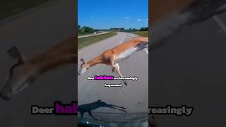 Why Do Deer Risk Jumping in Front of Cars?