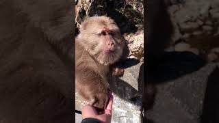 AWW MONKEY  | The monkey king is handsome | MONKEY FUN EVERY DAY