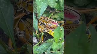 Can’t get enough of your love! #buglife
