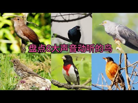 盘点世界上6大声音优美动听的鸟，第1名几乎没有争议