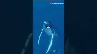 Whales: The Giants of the Ocean | Part 1 | #whalefish #whales #killerfish @Whatever070 #wherigo