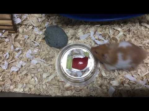 Cute hamster eating Santa Hat | Fluffy the Hamster
