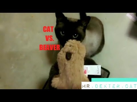 Siamese cat is NOT having it with his beaver toy