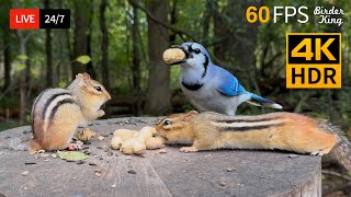 🔴 24/7 LIVE: Cat TV for Cats to Watch 😺 Unpredictable Birds Chipmunks and Squirrels 4K Cat Games