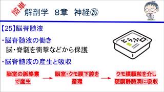 簡単解剖学　８章　神経㉖(脳脊髄液)
