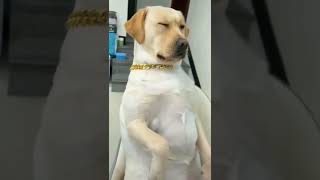 so cute #labdog #dog  . please subscribe our channel #hashtag bro