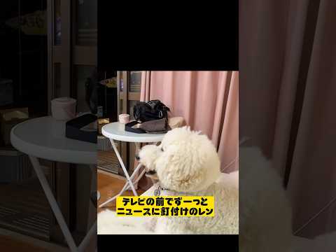 テレビに出たよ#愛犬#犬動画#プードル子犬販売