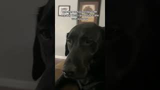 I love you, Holly #petlife #dog #pets