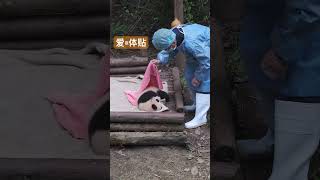 Panda  爱=体贴，熊猫饲养员的爱#大熊猫#饲养员#爱#体贴