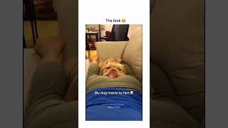 dogs being idiots part 554 #funny #funnypets #pets #lovegoldens #cutegolden #funnyanimals #petvideos