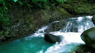 Forest Ambience , 4K 自然環境音 / 湧き水が流れる川の音 鳥のさえずり　birds chirping, Water Sounds , Relaxing River