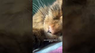 she’s usually a menace.                          #ilovemycat #cat #mylove