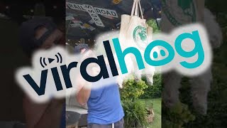Nail Trimming Hammock Trick Keeps Doggy Relaxed || ViralHog