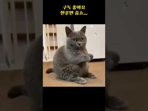 이런 고양이 나만 없는거야?