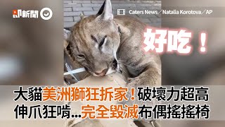 大貓美洲獅狂拆家！破壞力超高　伸爪狂啃「毀滅布偶搖搖椅」｜寵物｜獅子｜俄羅斯