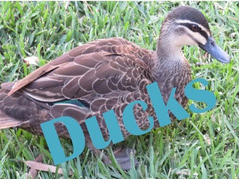 ducks by the river