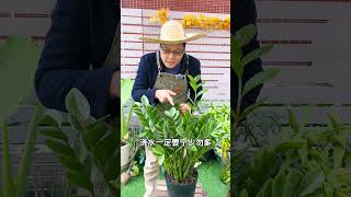 金钱树养护方法