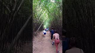 [走走拍拍]香港隱藏京都嵐山竹林！輕鬆走走香港河背水塘