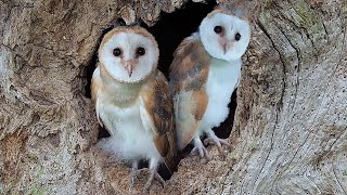 Adorable Barn Owl Pair Bring Up Their Chicks | Full Story | Gylfie & Finn | Robert E Fuller