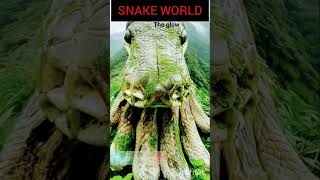 The world of snake#shorts#snakeworld#