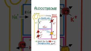 Aldosterone - Kidney Physiology …#anatomy #physiology #biology #nurse #doctor #mbbs #nclex #usmle