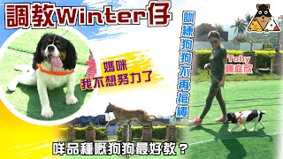【寵物學堂】如何訓練狗狗🐶 | 改善狗狗搶繩情況&坐姿 | 專業狗狗表演 | 狗狗訓練師