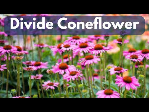 How To Divide Echinacea Coneflower | Propagate For FREE Plants